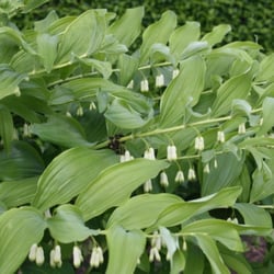 Klostergarten - ...was immer das auch ist? Schön ist es allemal!