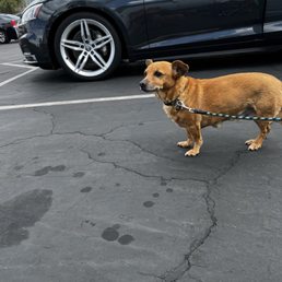 Frankie is tailgating in Las Vegas NV. Go Lobos! - A small brown dog with a black collar and leash stands on a cracked asphalt parking lot. The dog is positioned near a black car with silver wheels, and the background includes other parked cars and a building with a sign that reads 'Mendenhall.' The sky is partly cloudy, and the scene appears to be in a commercial parking area.