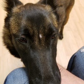 Cinema Veterinary Centre - Woof Malinois foster at her first check up. Great staff here! - Veterinarians Near Me - Valencia, California