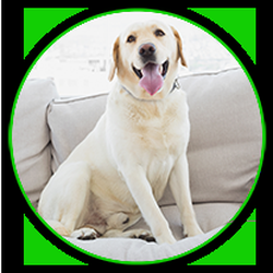 Coopers Carpet and Tile Cleaning - Upholstery Cleaning in Buckeye Arizona