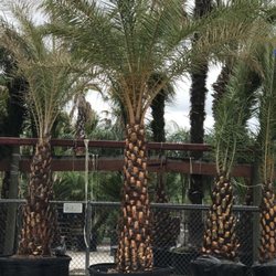 Baty's Fruitstand & Palm Tree Nursery