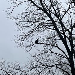 Rock Bridge Memorial State Park - Bald Eagle in a tree