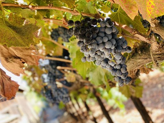Michael David Winery by null