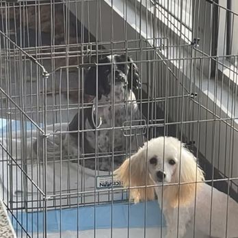 Petrichor Pet Salon - Waiting to get picked up - Pet Groomers Near Me - Costa Mesa, California Petrichor Pet Salon - Waiting to get picked up - Pet Groomers Near Me - Costa Mesa, California