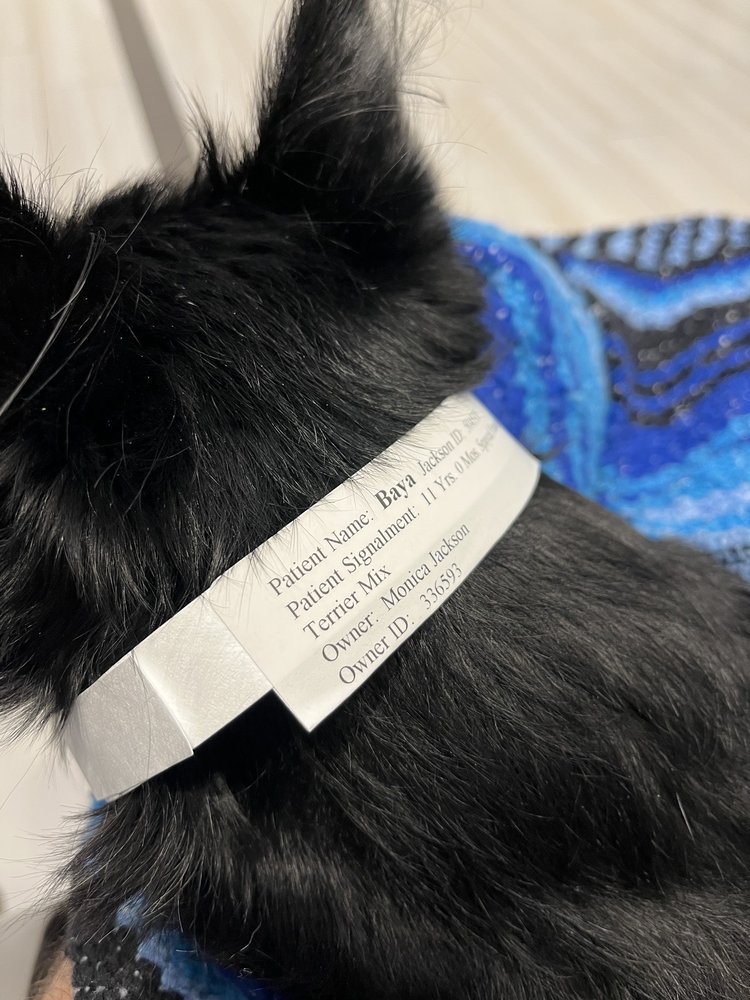 BLUEPEARL PET HOSPITAL Updated September 2024 32 Photos & 75