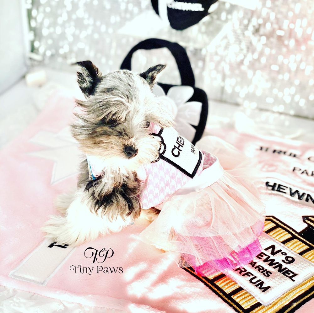 Tiny Paws Puppy Boutique Image