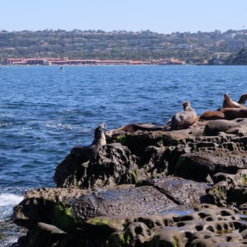 La Jolla Cove - Seals and sea lions in their habitat - Parks Near Me - La Jolla, California