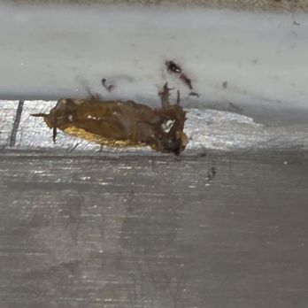 Rohcs Property Management - Squished adult roach...he's really really dead. - Property Management Near Me Rohcs Property Management - Squished adult roach...he's really really dead. - Property Management Near Me