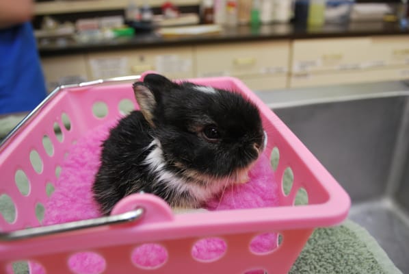 long island birds and exotics