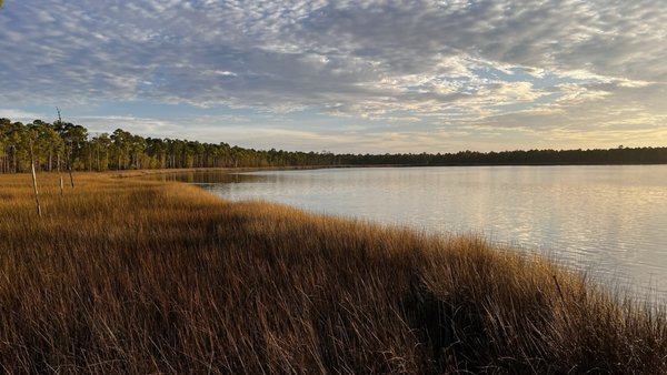 Tarkiln Bayou Preserve State Park by null