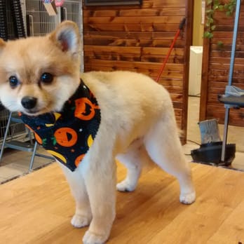 The Grooming Lodge - Sweet sweet Cody is such a FOXY guy!! - Pet Groomers Near Me - South Elgin, Illinois The Grooming Lodge - Sweet sweet Cody is such a FOXY guy!! - Pet Groomers Near Me - South Elgin, Illinois