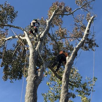 Twins Landscaping - Tree removal in progress!
Safety is always top priority over at Twins landscaping! - Landscaping Near Me Twins Landscaping - Tree removal in progress!
Safety is always top priority over at Twins landscaping! - Landscaping Near Me