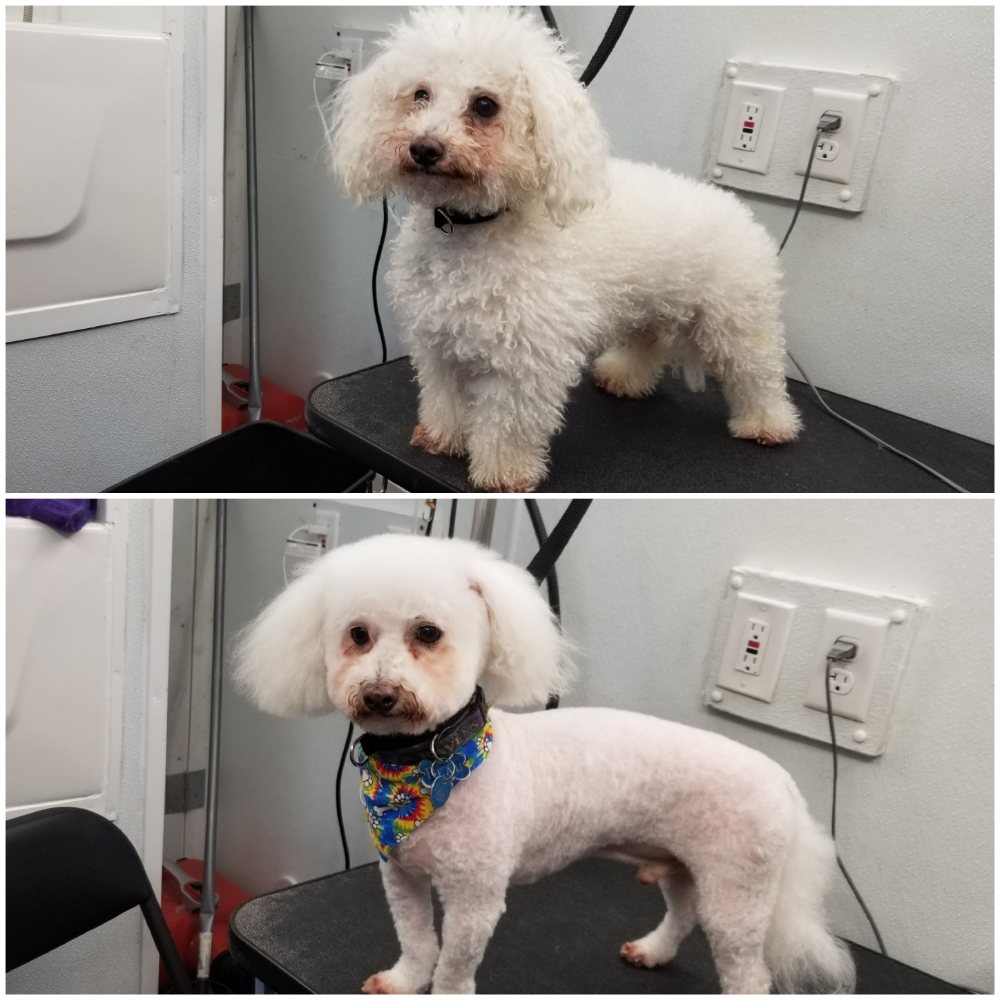 MILLIE’S SPAS 24 Photos Baltimore, Maryland Pet Groomers Phone