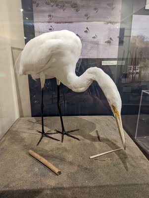 Santa Cruz Museum of Natural History by null