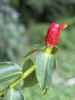 Hoʻomaluhia Botanical Garden by null