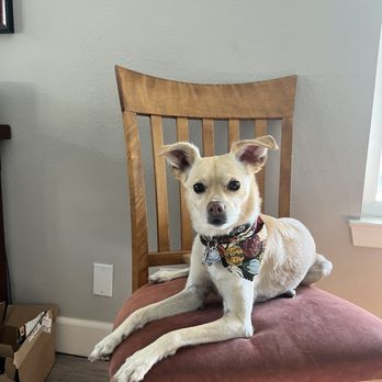 Just Fur Paws - My girl - Pet Groomers Near Me - Mission Viejo, California Just Fur Paws - My girl - Pet Groomers Near Me - Mission Viejo, California