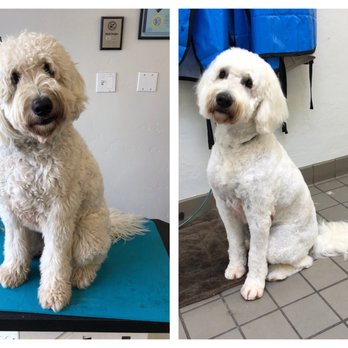 Scrub-A-Pup - Bailey before and after. - Pet Groomers Near Me - San Mateo, California