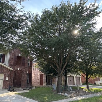 Robert's Tree Care - A big beautiful tree freshly trimmed - Tree Services Near Me Robert's Tree Care - A big beautiful tree freshly trimmed - Tree Services Near Me
