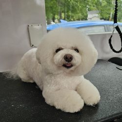 Modern Pet Salon Ballantyne Gift Greeting Cards Email, Text