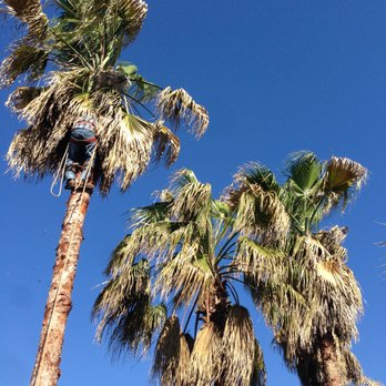Navarro Tree Service - Tree Services Near Me - Houston, Texas Navarro Tree Service - Tree Services Near Me - Houston, Texas