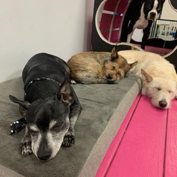 Cosmopawlitan - Pet Groomers Near Me - Simi Valley, California Cosmopawlitan - Pet Groomers Near Me - Simi Valley, California