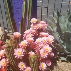 Desert Bloom Garden Center