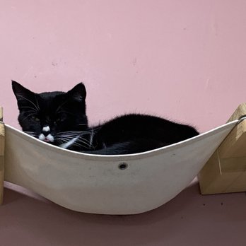 Tally Cat Cafe - Pet Adoption Near Me - Tallahassee, Florida Tally Cat Cafe - Pet Adoption Near Me - Tallahassee, Florida