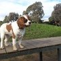 Photo of Aranga Reserve Dog Activity Park