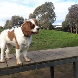 Aranga Reserve Dog Activity Park