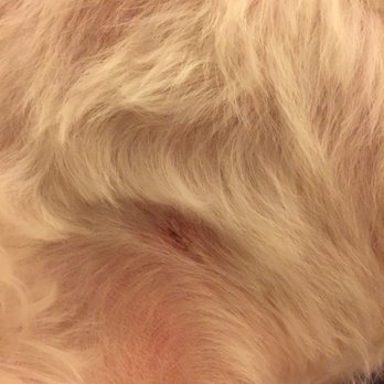 Magic Groomer - Pet Sitting Near Me - Arcadia, California