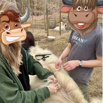 Brandywine Cow Cuddles - The cows didn't mind having their hair braided. Notice the Oban t-shirt that we got in Scotland! - Attraction Farms Near Me - Brandywine, Maryland Brandywine Cow Cuddles - The cows didn't mind having their hair braided. Notice the Oban t-shirt that we got in Scotland! - Attraction Farms Near Me - Brandywine, Maryland