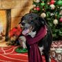 Photo of Pampered Pup Luxury Pet Resort