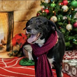 Pampered Pup Luxury Pet Resort - Gwen's Christmas Pics At Pampered Pup 2022