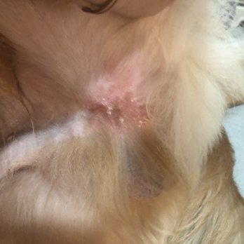 Petcare Animal Clinic - Because they put my dog ​​in the cage and got infected - Veterinarians Near Me - Flushing, New York