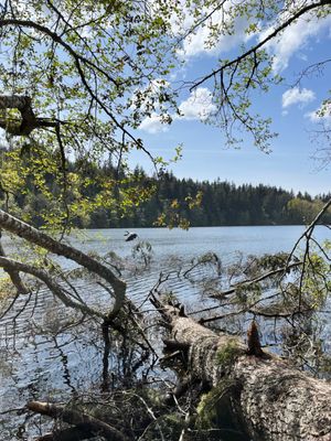 Lake Padden Park by null