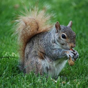 Ratman Rodent & Wildlife Removal - untitled - Pest Control Near Me Ratman Rodent & Wildlife Removal - untitled - Pest Control Near Me