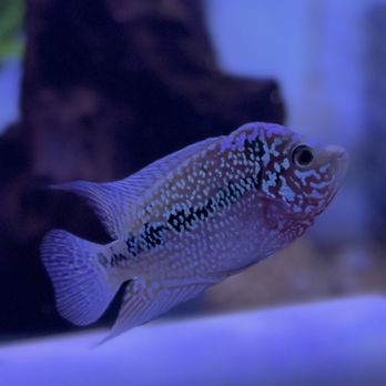 UNDERGROUND AQUATICZ - Updated October 2025 - 23 Photos