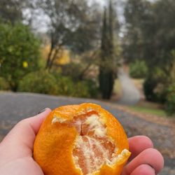 The Fruit Truck Market - Mandarin