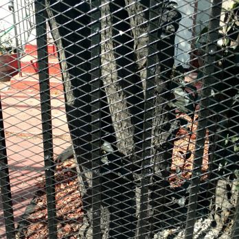 Roman Iron Works - painted my tree. now it looks as if it has been burnt - Fences & Gates Near Me - Richmond, California Roman Iron Works - painted my tree. now it looks as if it has been burnt - Fences & Gates Near Me - Richmond, California