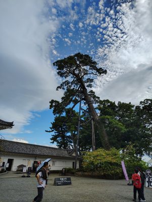 Odawara Castle by null