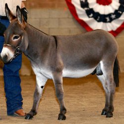 Gail's Mini-Donkey Ranch