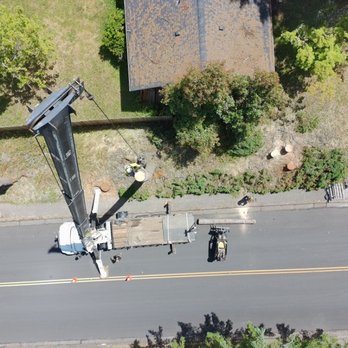 Collins Tree Service - Crane removal of dead Douglas Fir trees next to a busy road in south Eugene - Tree Services Near Me Collins Tree Service - Crane removal of dead Douglas Fir trees next to a busy road in south Eugene - Tree Services Near Me
