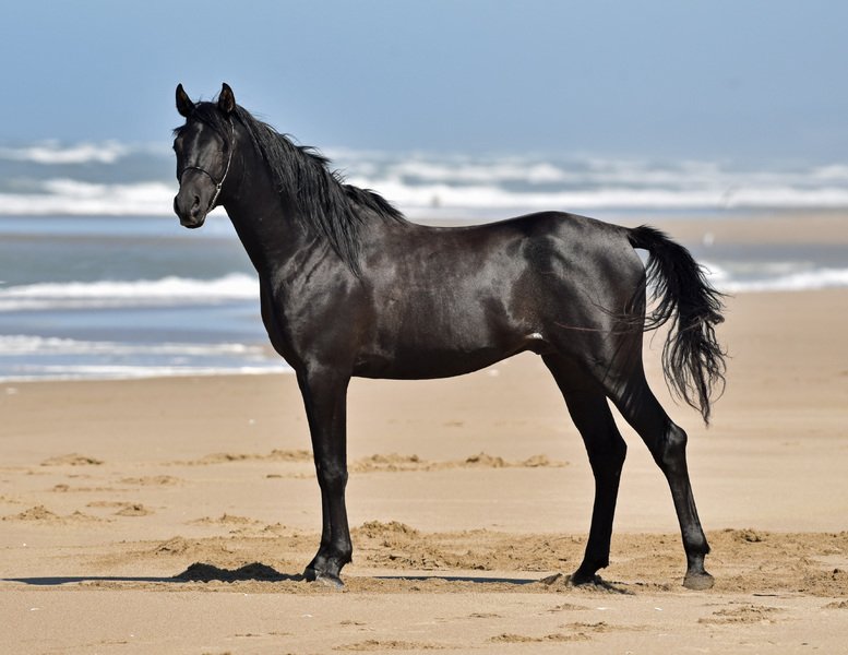 Denali Natural Horsemanship - equestrian in Portland, OR