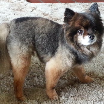 Pet And Pride Grooming Salon - Pet Groomers Near Me - Eugene, Oregon