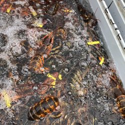 Off the Boat Lobster