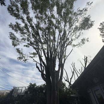 Affordable Tree Experts, Inc - Ash tree after being thinned out. - Tree Services Near Me - Valley Village, California Affordable Tree Experts, Inc - Ash tree after being thinned out. - Tree Services Near Me - Valley Village, California
