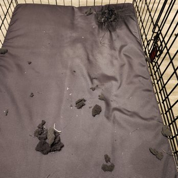 Gorilla Dog Beds - 5 minutes - epic fail! - Pet Stores Near Me - Houston, Texas Gorilla Dog Beds - 5 minutes - epic fail! - Pet Stores Near Me - Houston, Texas