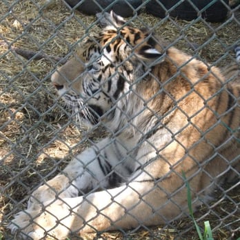 Jungle Cat World Wildlife Park - Zoos Near Me - Orono, Ontario Jungle Cat World Wildlife Park - Zoos Near Me - Orono, Ontario