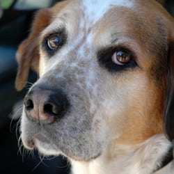 Cooper's Mom Affordable Pet Care