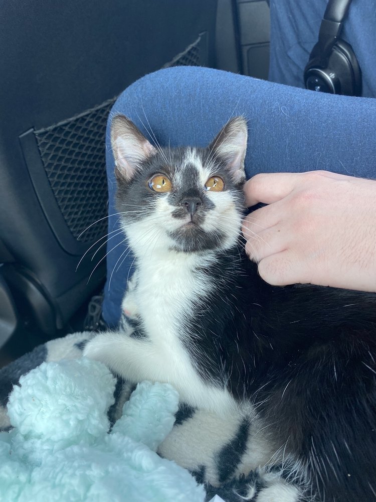 PROTECT 4 PAWS Updated September 2024 105A Three Mile Rd, Wilder, Kentucky Animal Shelters